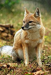 Image of a swift fox